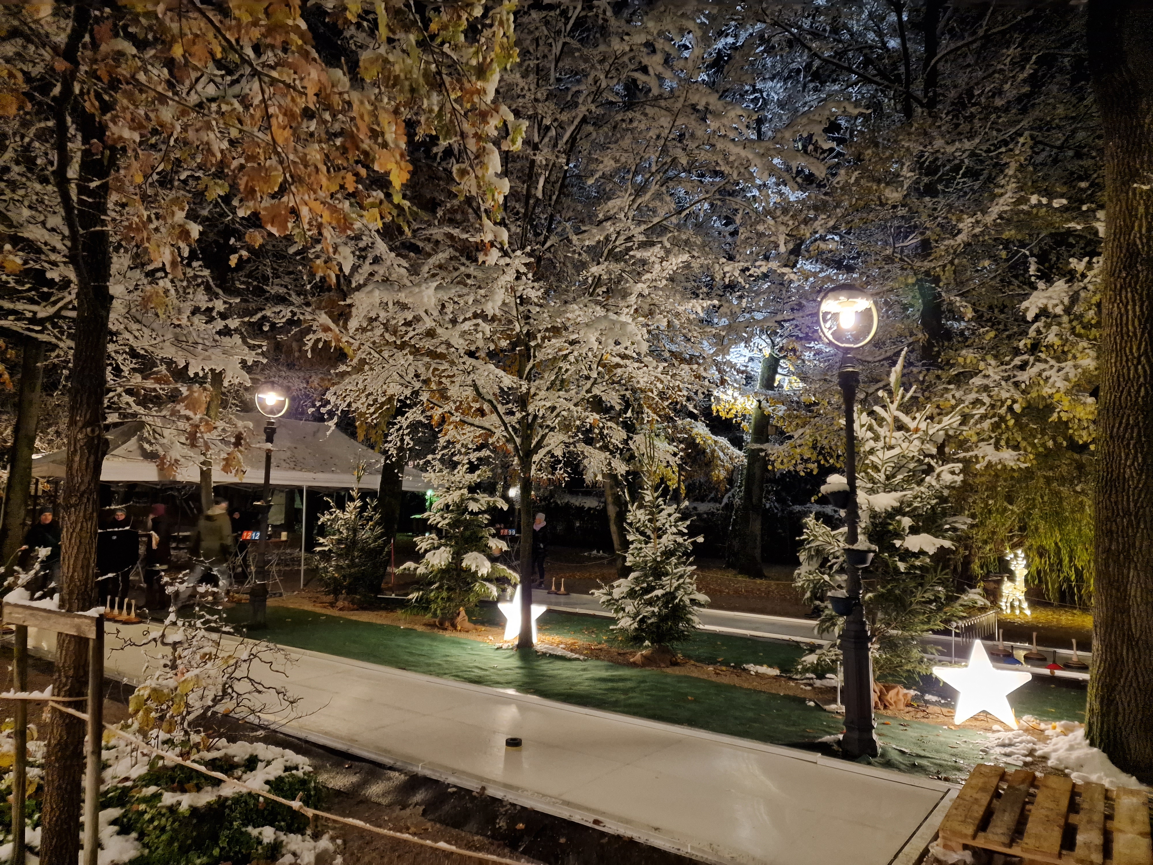 Wilde Rose Keller im sommerliche Halbschatten der Bäume