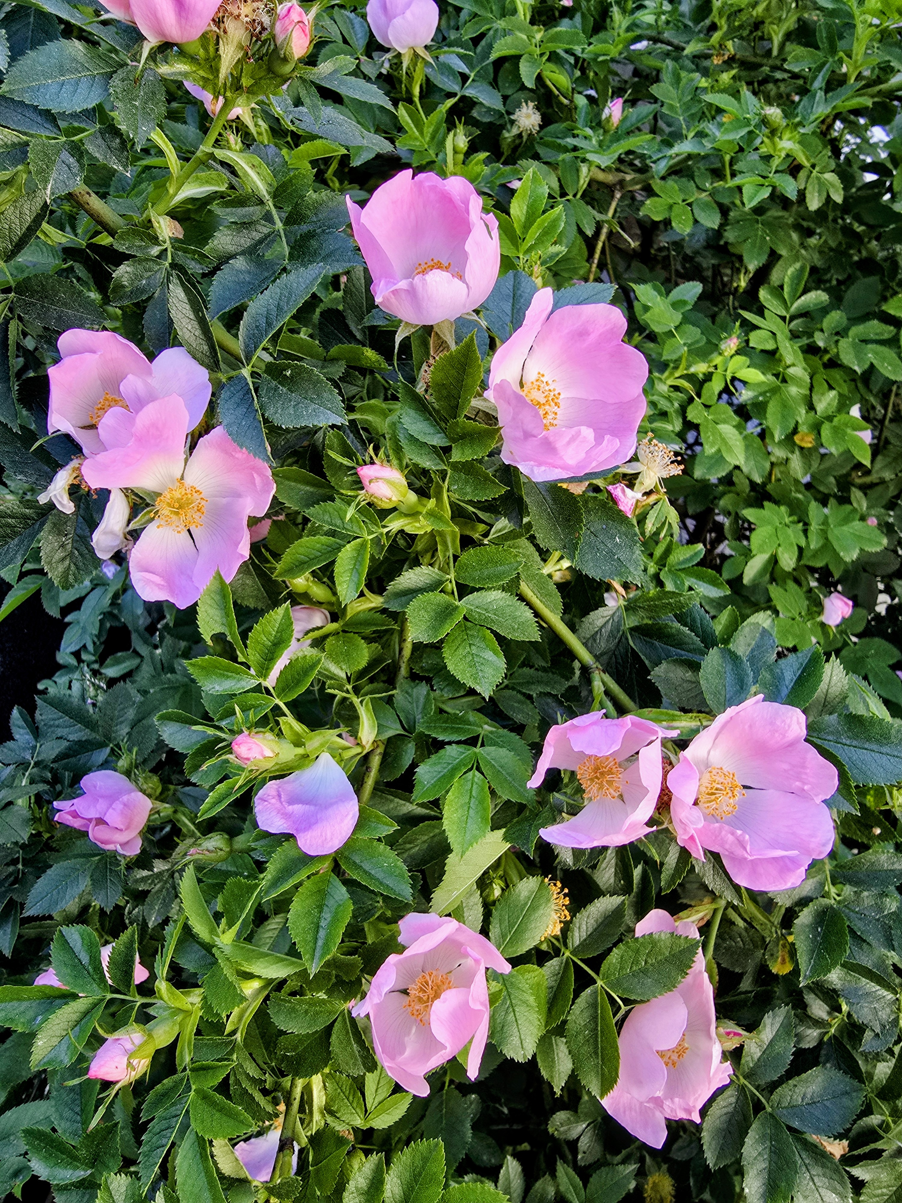 Wilde Rose Keller im sommerliche Halbschatten der Bäume